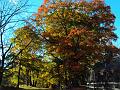 Fall View